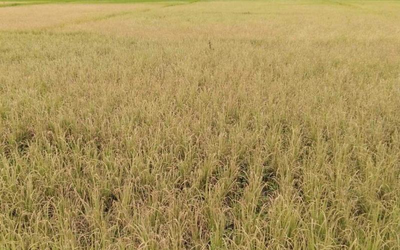 গহপুৰৰ ধান খেতিত চৰহা পোকৰ তাণ্ডৱ