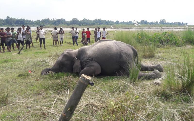 বিশ্বনাথত বন্যহস্তীৰ কৰুণ মৃত্যু