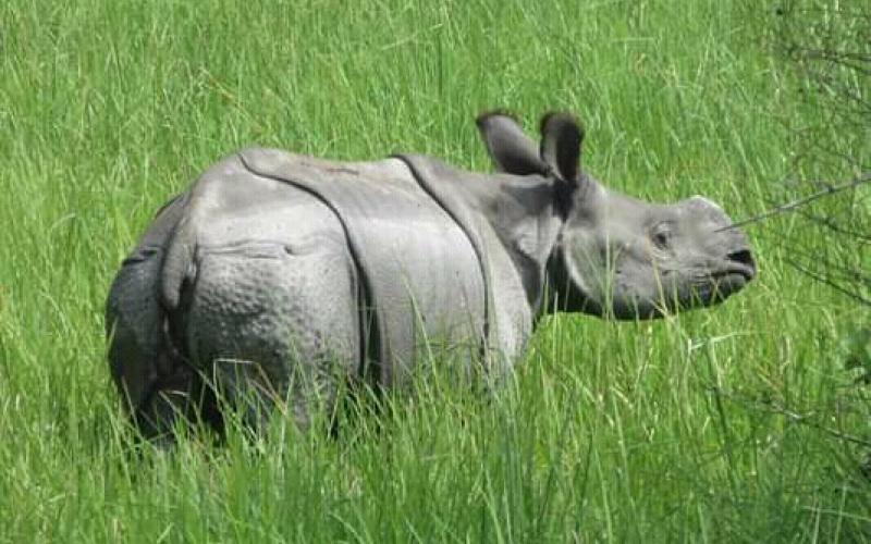 লাওখাৱা-বুঢ়াচাপৰিৰ পৰা সন্ধানহীন গঁড় : ৰূপহীহাট মিডিয়া চেলৰ তদন্ত দাবী