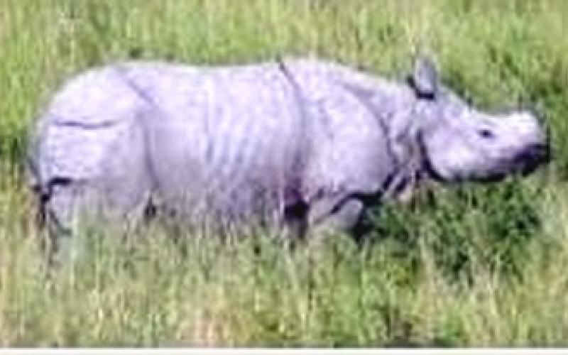 কাজিৰঙাৰ পৰা ওলাই অহা গঁড়ক ৰাষ্ট্ৰীয় উদ্যানলৈ ঘূৰাই পঠিওৱাত ১১ দিনে ব্যৰ্থ বন বিভাগ