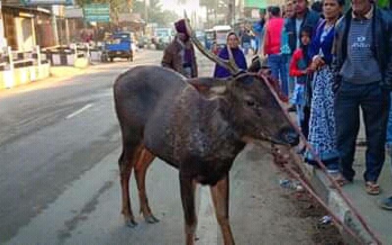 চিৰিয়াখানাৰ পৰা ওলাই যোৱা হৰিণা উদ্ধাৰ হেঙেৰাবাৰীত