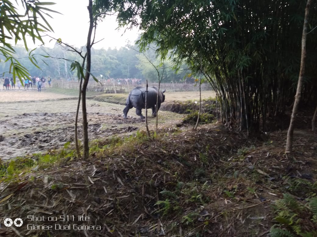 মানাহ ৰাষ্ট্ৰীয় উদ্যানৰ দাঁতিকাষৰত গঁড়ৰ মুক্ত বিচৰণ : বনাঞ্চললৈ খেদি পঠিয়ালে বন বিভাগে 