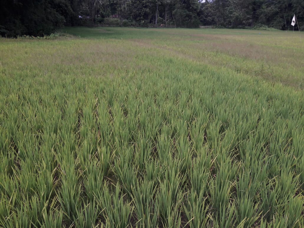 পৰ্যাপ্ত বৰষুণৰ অভাৱত নষ্ট শালি খেতি : বইটামাৰীত হাহাকাৰ কৃষকৰ