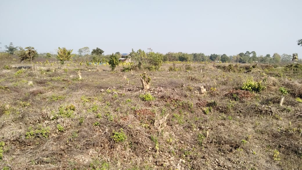 ৰক্ষণাবেক্ষণৰ অভাৱত ধ্বংস হৈছে নগাঁও জিলাৰ একাধিক বনাঞ্চল : নীৰৱ কৰ্তৃপক্ষ