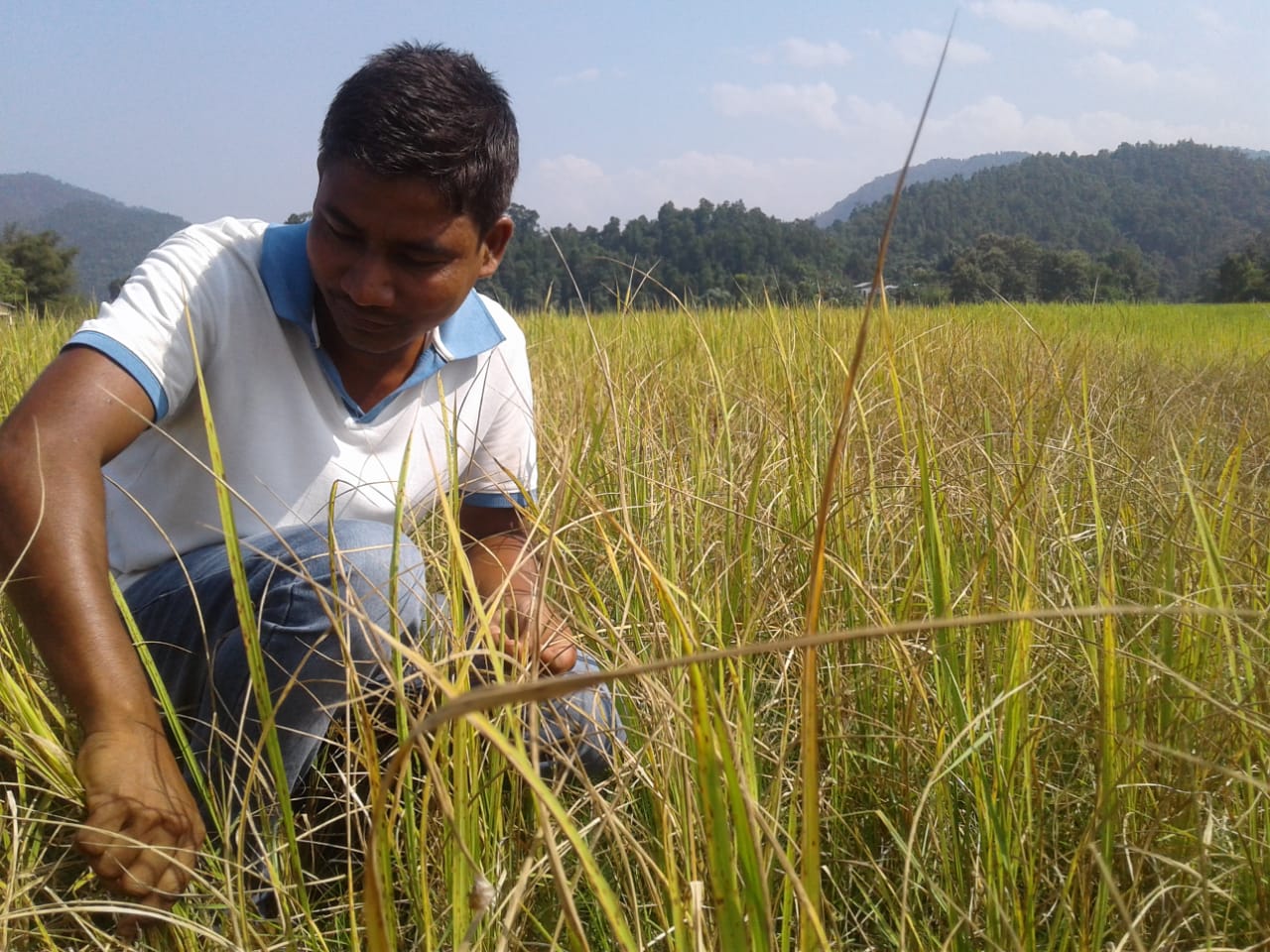 দক্ষিণ কামৰূপৰৰ কৃষিভূমিত অচিন ৰোগ : কৃষকৰ হাহাকাৰ