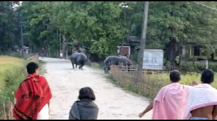 লখিমপুৰৰ টেঙাপথাৰ গাঁৱত গঁড় মুক্ত বিচৰণ : উদ্বিগ্ন গাঁওবাসী