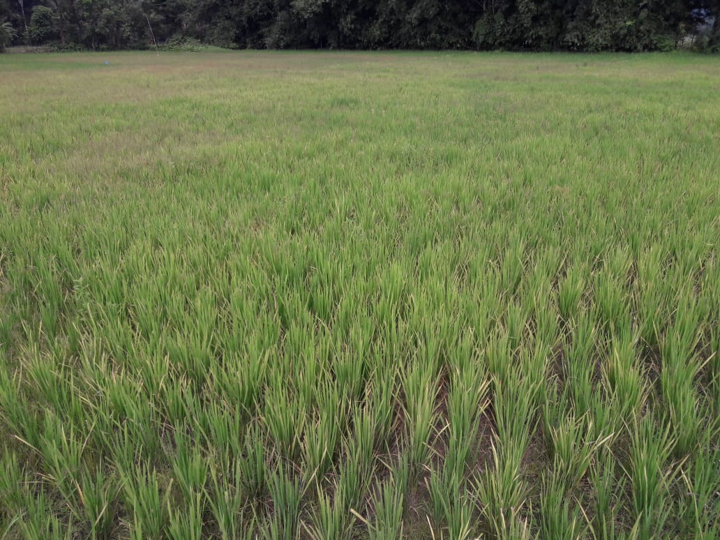 পৰ্যাপ্ত বৰষুণৰ অভাৱত নষ্ট শালি খেতি : বইটামাৰীত হাহাকাৰ কৃষকৰ