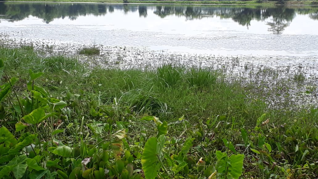 ঐতিহাসিক ৰাধাপুখুৰী পৰ্যৱসিত হৈছে পিতনিলৈ