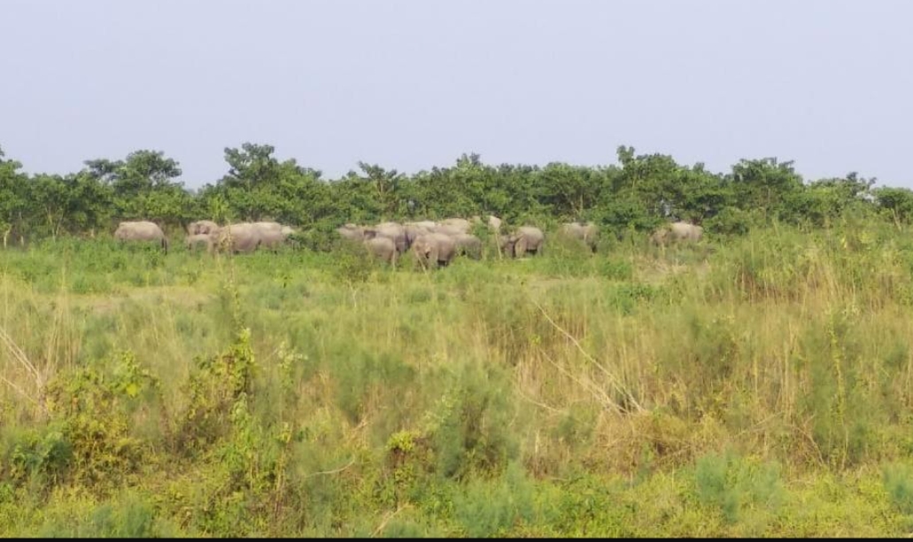 গহপুৰৰ দক্ষিণাঞ্চলত বন্যহস্তীৰ সন্ত্ৰাস 