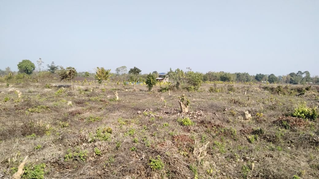 ৰক্ষণাবেক্ষণৰ অভাৱত ধ্বংস হৈছে নগাঁও জিলাৰ একাধিক বনাঞ্চল : নীৰৱ কৰ্তৃপক্ষ