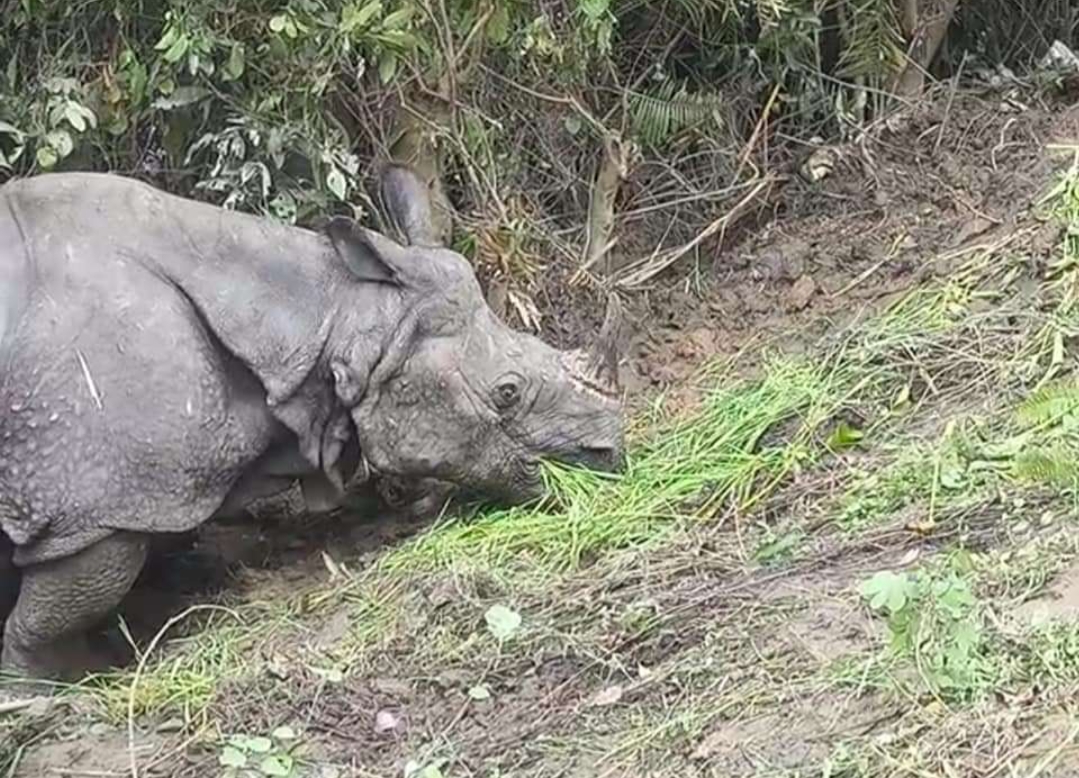 Kaziranga