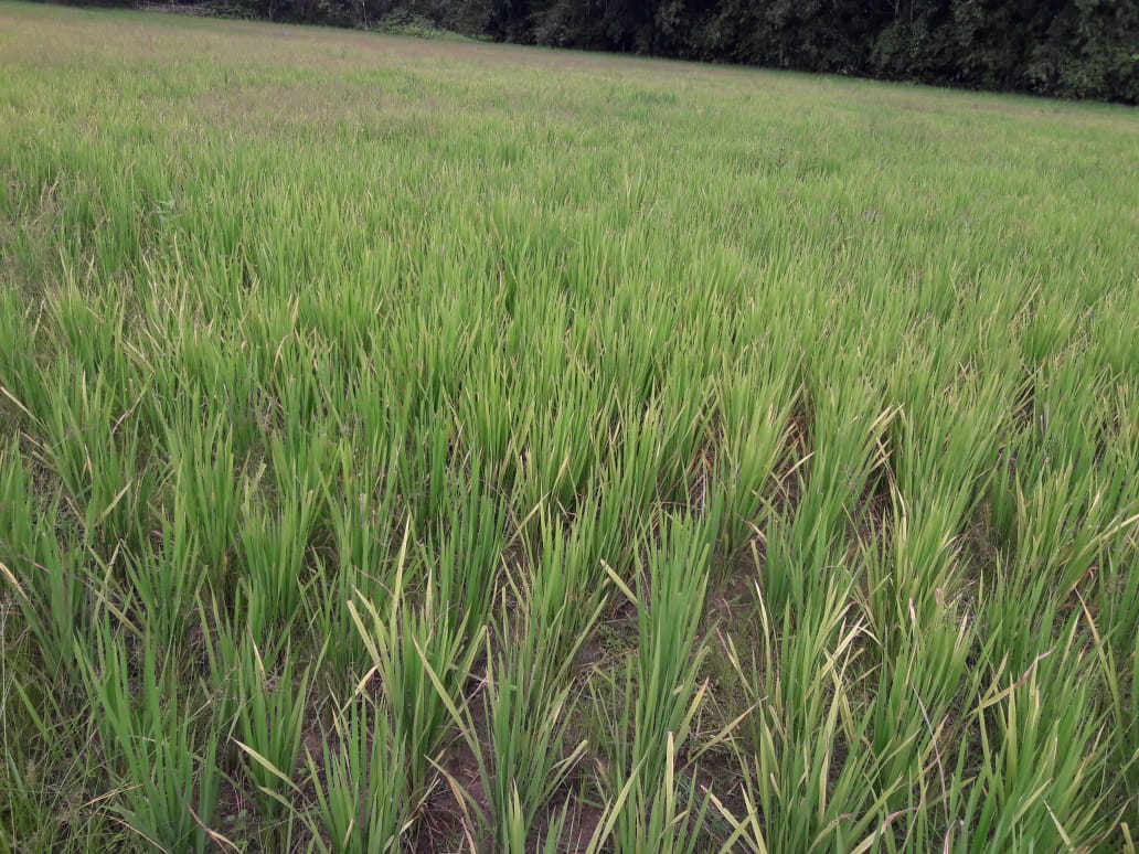 পৰ্যাপ্ত বৰষুণৰ অভাৱত নষ্ট শালি খেতি : বইটামাৰীত হাহাকাৰ কৃষকৰ