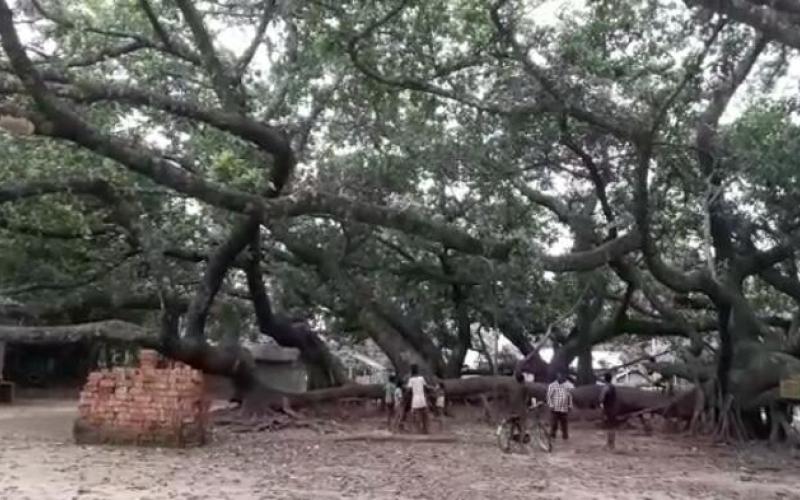 tree_assam