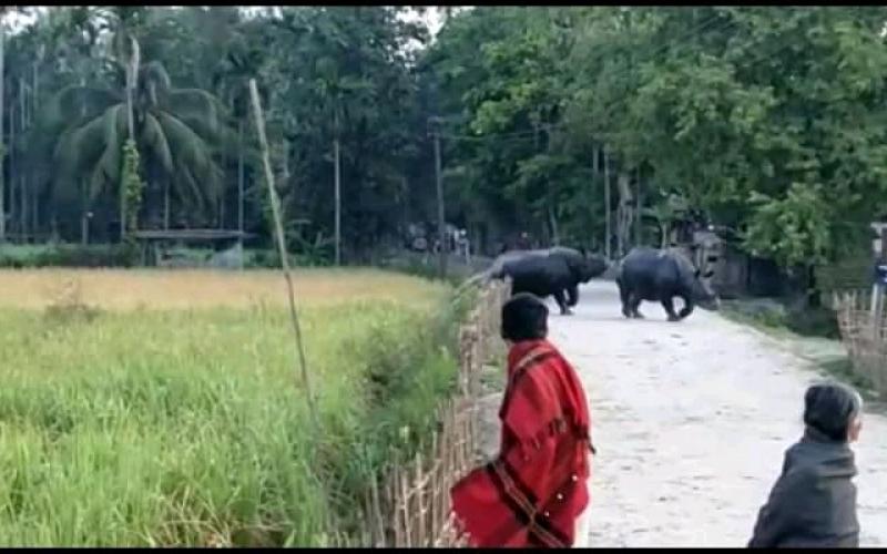 লখিমপুৰৰ টেঙাপথাৰ গাঁৱত গঁড় মুক্ত বিচৰণ : উদ্বিগ্ন গাঁওবাসী