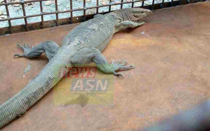 বঙাইগাঁৱত গুঁই উদ্ধাৰ