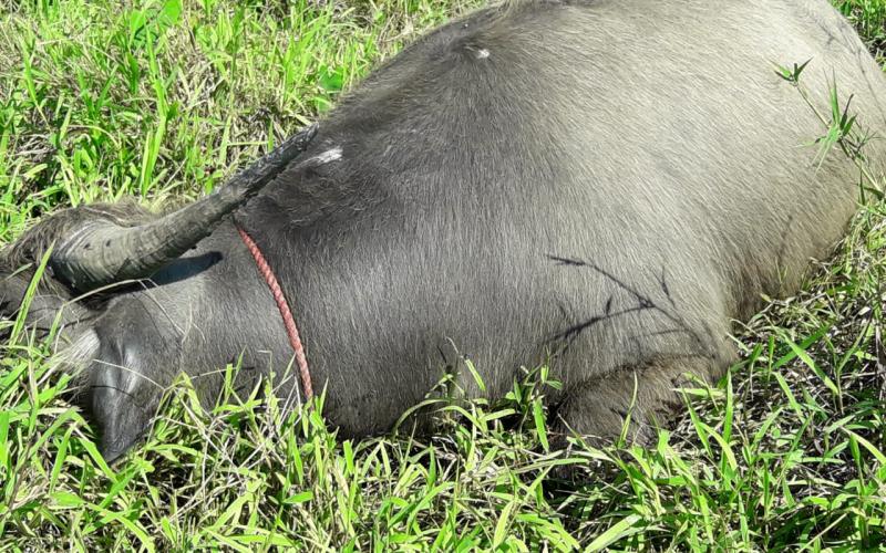 কলিয়াবৰত নিহত ৪টাকৈ ম'হ : খাদ্যত বিষক্ৰিয়া হৈ মৃত্যুৰ সন্দেহ