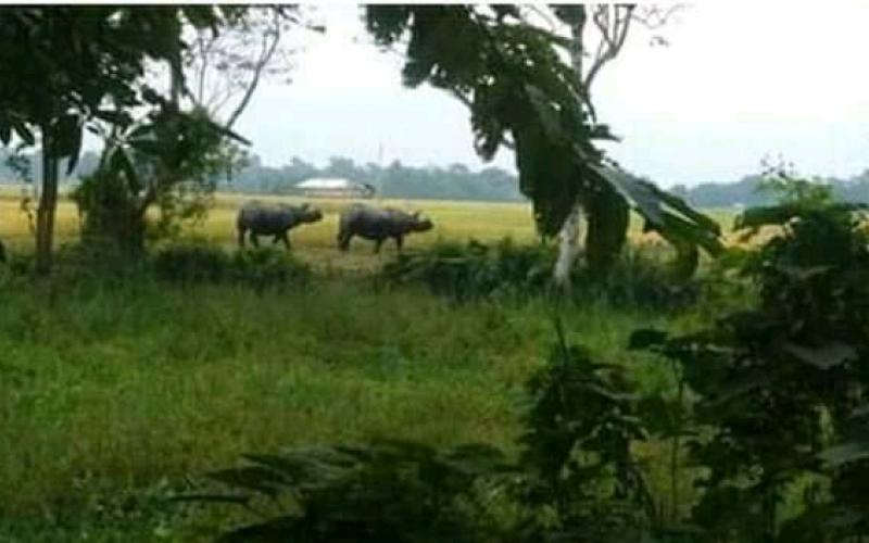 নাৰায়ণপুৰৰ লেগাচু চাপৰিত গঁড়ৰ আক্ৰমণত গুৰুতৰভাৱে আহত ১