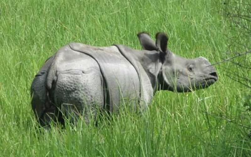 লাওখাৱা-বুঢ়াচাপৰিৰ পৰা সন্ধানহীন গঁড় : ৰূপহীহাট মিডিয়া চেলৰ তদন্ত দাবী