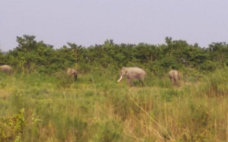 গহপুৰৰ দক্ষিণাঞ্চলত বন্যহস্তীৰ সন্ত্ৰাস 