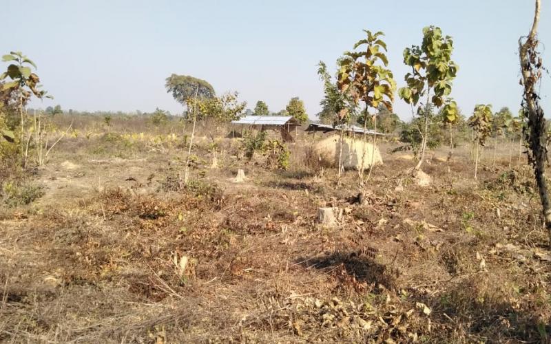 ৰক্ষণাবেক্ষণৰ অভাৱত ধ্বংস হৈছে নগাঁও জিলাৰ একাধিক বনাঞ্চল : নীৰৱ কৰ্তৃপক্ষ