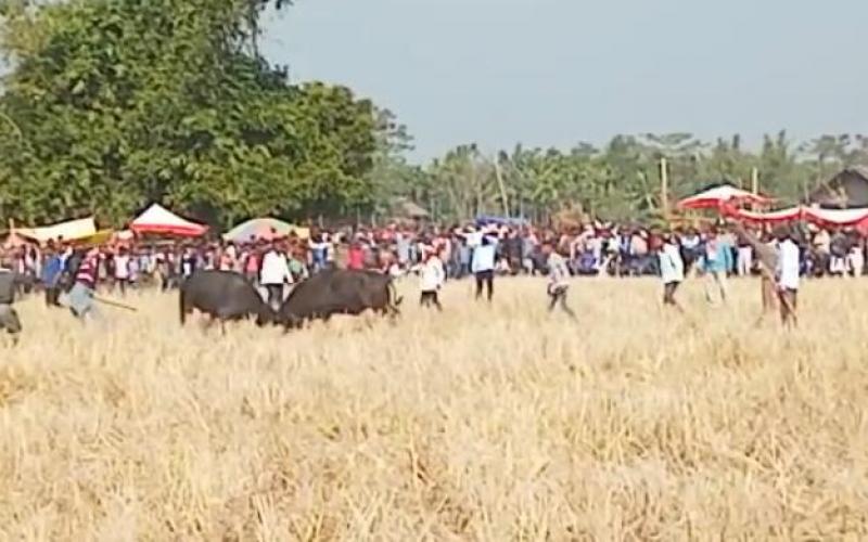 পহিলা মাঘত গোনা ম'হৰ যুঁজত কঁপিল আঁহতগুৰিৰ পথাৰ