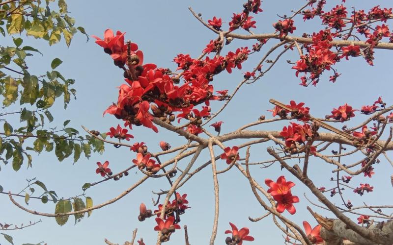  আকৌ আহিল ফাগুণ : ঐনিতমৰ সুৰ আৰু গোমৰাঙৰ ছন্দত মুখৰিত বাৰ বৈষ্ণৱৰ জন্মভূমি