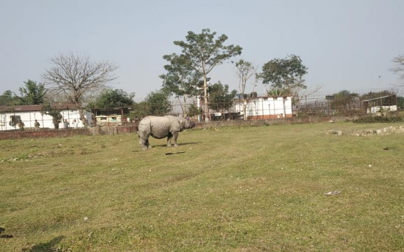 মানাহ ৰাষ্ট্ৰীয় উদ্যানৰ দাঁতিকাষৰত গঁড়ৰ মুক্ত বিচৰণ : বনাঞ্চললৈ খেদি পঠিয়ালে বন বিভাগে 