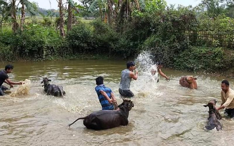 bihu