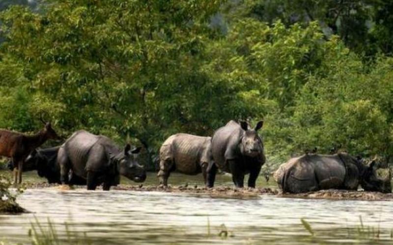 kaziranga