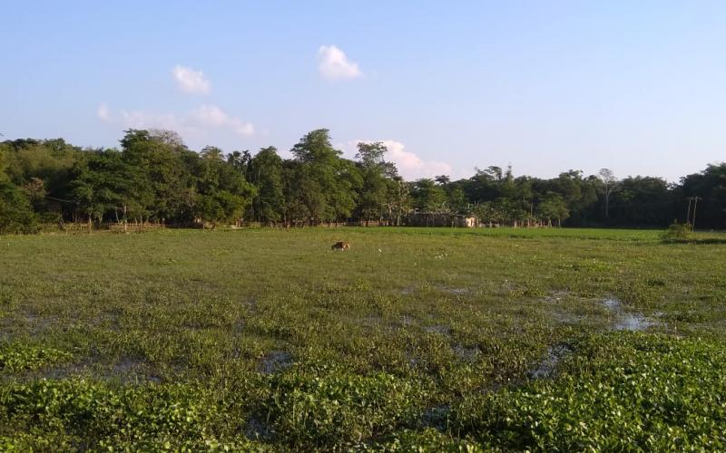 kati bihu