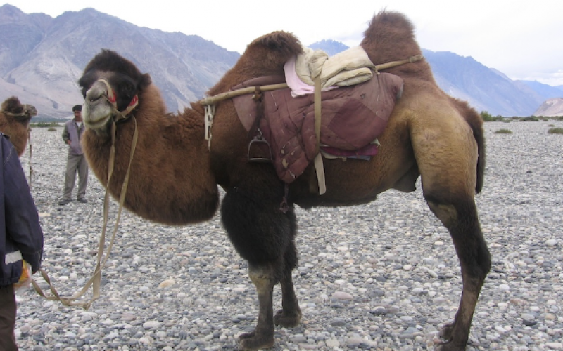 Bektriyan Camel