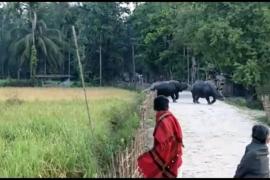 লখিমপুৰৰ টেঙাপথাৰ গাঁৱত গঁড় মুক্ত বিচৰণ : উদ্বিগ্ন গাঁওবাসী