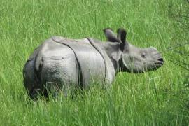 লাওখাৱা-বুঢ়াচাপৰিৰ পৰা সন্ধানহীন গঁড় : ৰূপহীহাট মিডিয়া চেলৰ তদন্ত দাবী