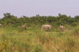 গহপুৰৰ দক্ষিণাঞ্চলত বন্যহস্তীৰ সন্ত্ৰাস 