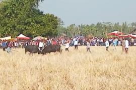 পহিলা মাঘত গোনা ম'হৰ যুঁজত কঁপিল আঁহতগুৰিৰ পথাৰ