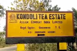 nagaon_kandali_tea_garden