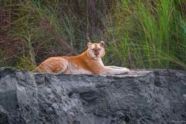 Golden tiger