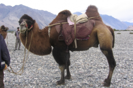 Bektriyan Camel