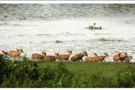 Assam flood